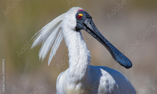 Royal Spoonbill male in mating plumage photo