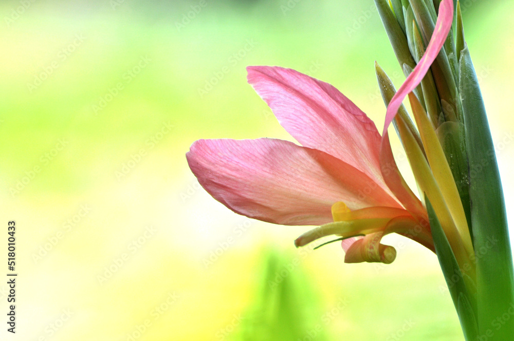 Fototapeta premium canna lily flowers