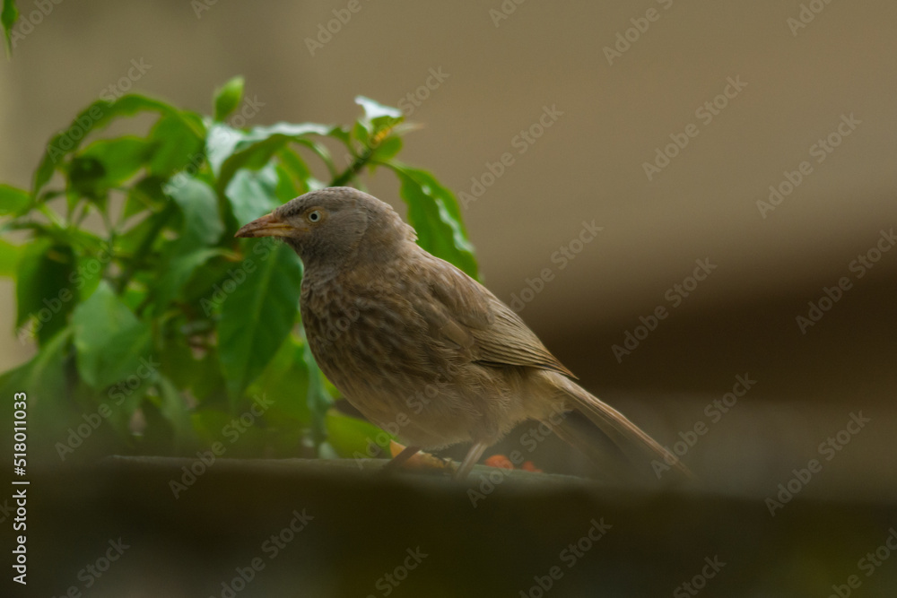 Yellow billed babbler Yellow billed babbler