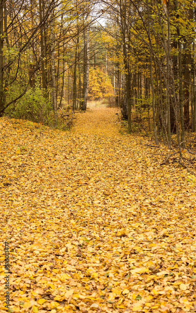 Obraz premium Autumn park and forest under clear clear sky