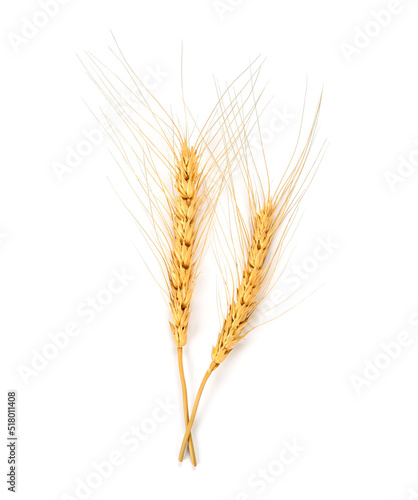 Ear of barley isolated on white background. Top view
