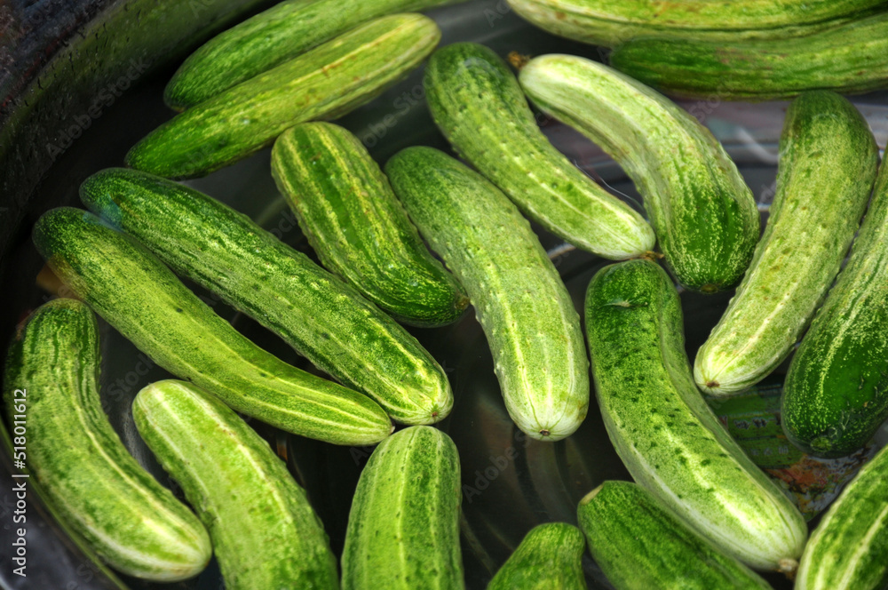 cucumbers in the market