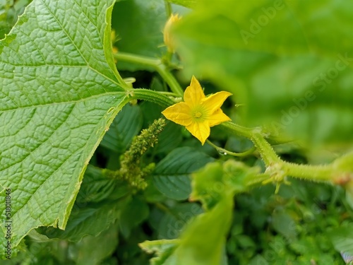 close up of a yellow flower