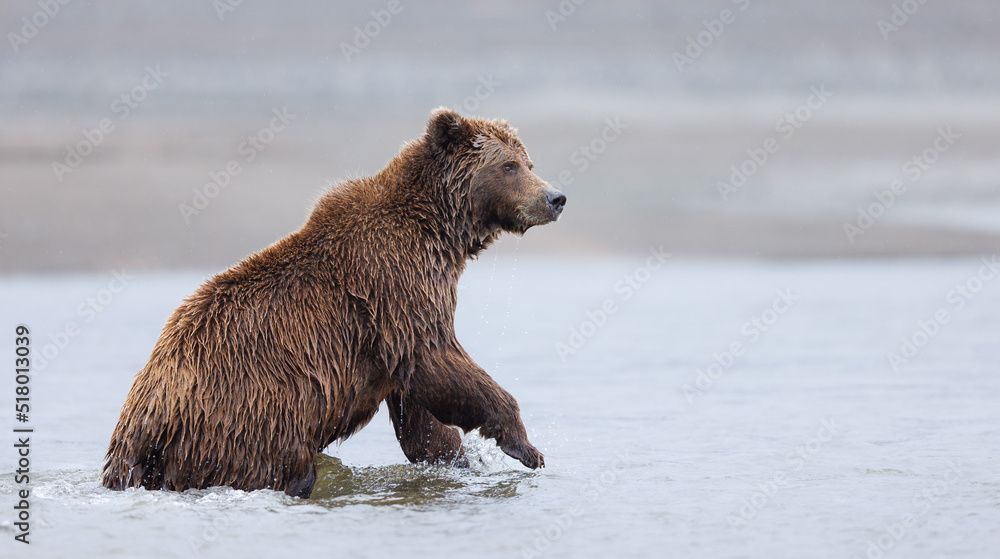 A brown bear in a stream half raised looking for salmon A brown bear in a stream half raised looking for salmon
