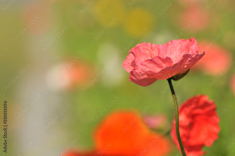 Naklejka premium blossoming poppy flower