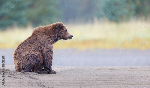 A brown bear sitting in the rain along a bank waiting for the salmon