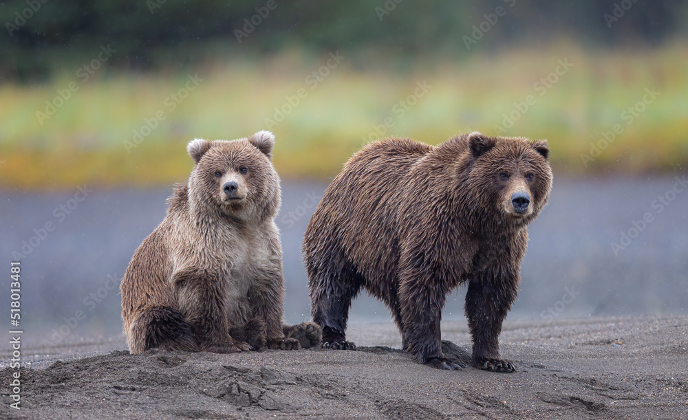 Obraz premium A mother and brown bear cub fully facing forward along a sream bank