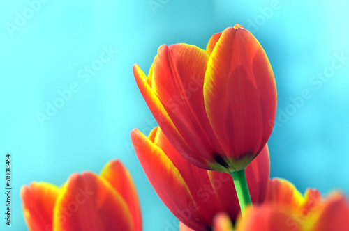 blossoming tulips in spring