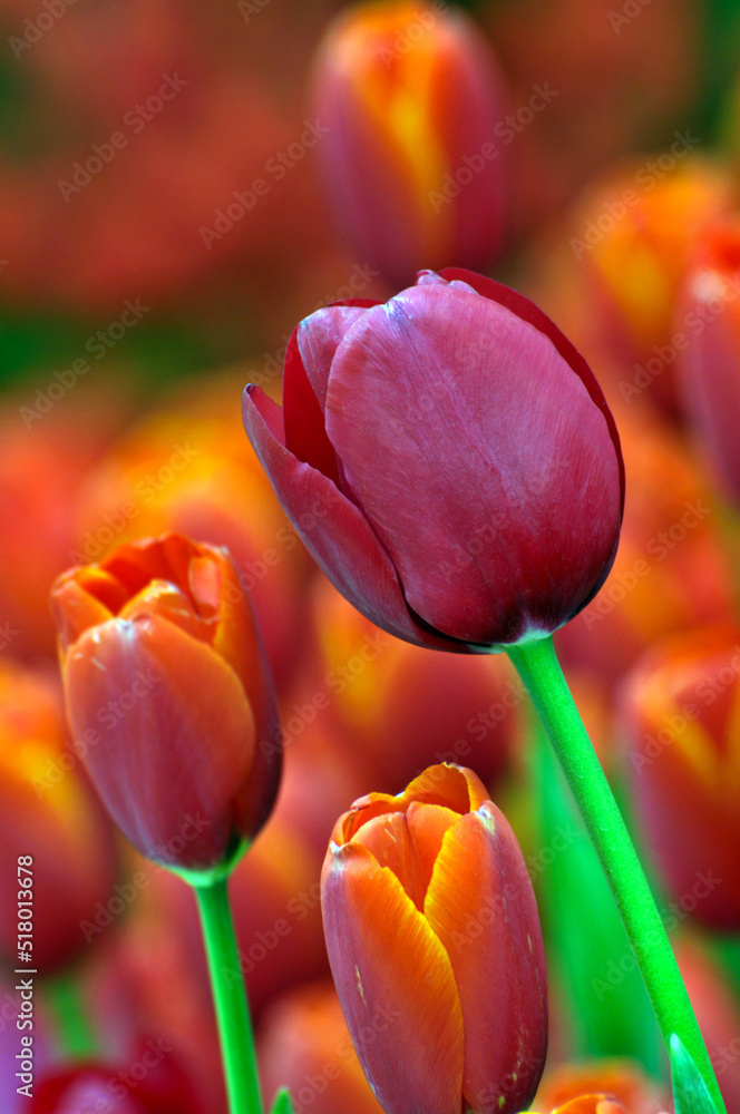 Obraz premium blossoming tulips in spring