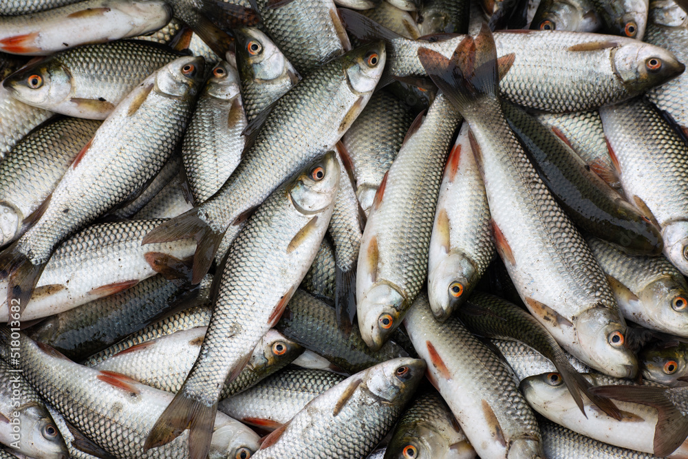 Fresh fish at the fish market Fresh fish at the fish market