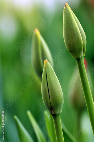 blossoming tulips in spring