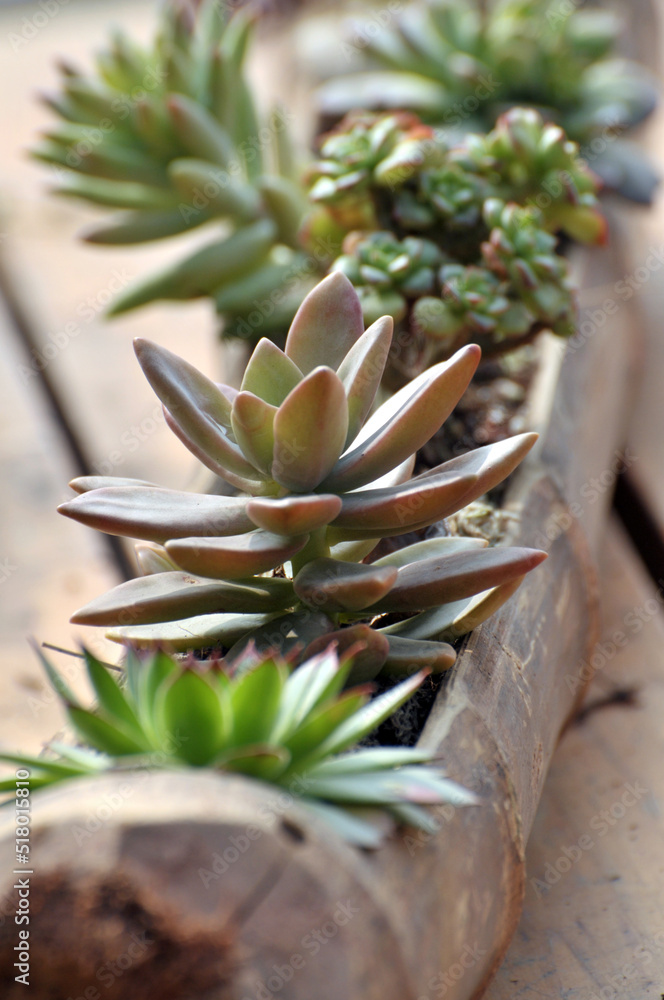 Fototapeta premium succulent plants