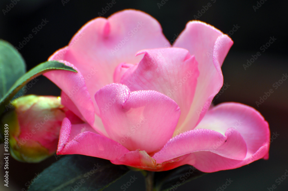 pink rose with green leaves