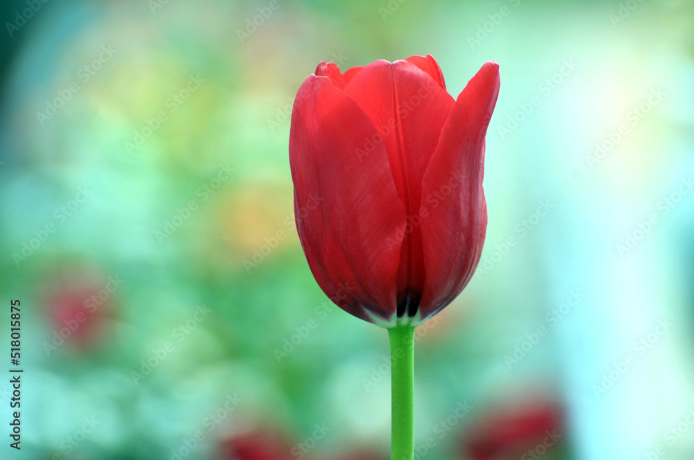 red tulip red tulip