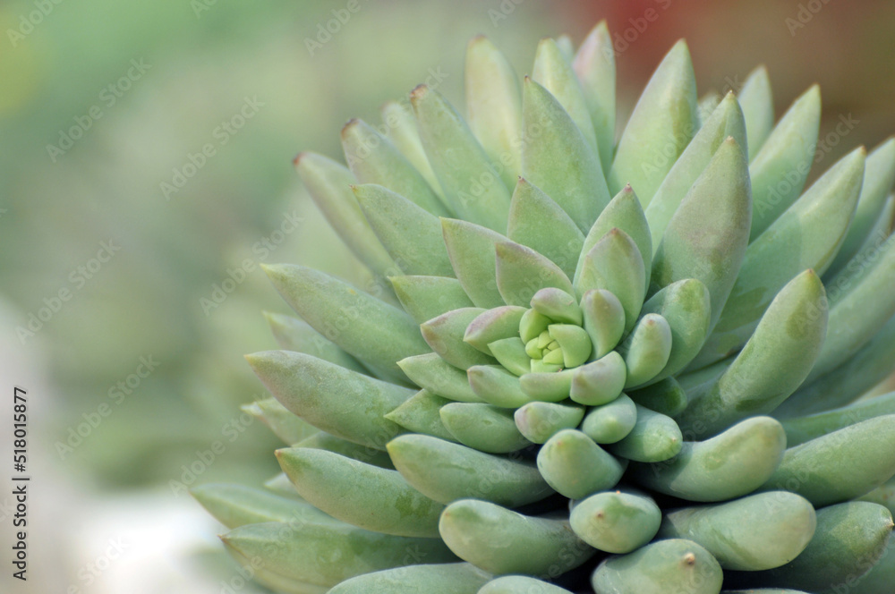 The close-up of succulent plants The close-up of succulent plants