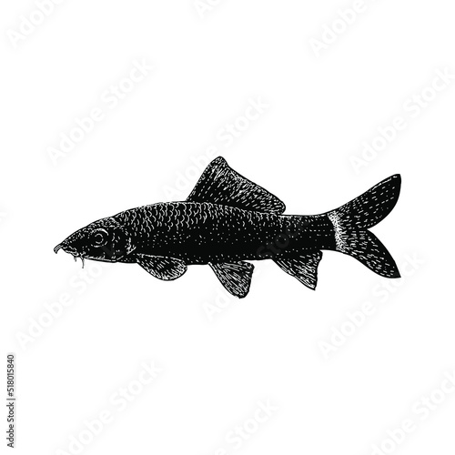 Rainbow Shark hand drawing vector illustration isolated on background