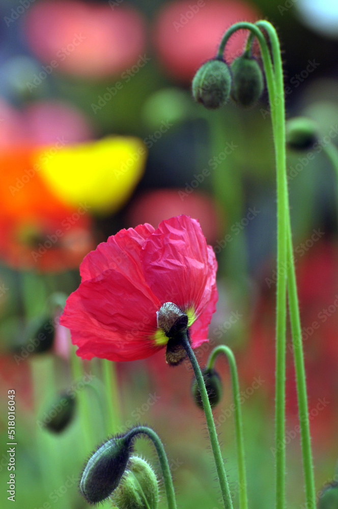 Obraz premium blossoming poppy flower