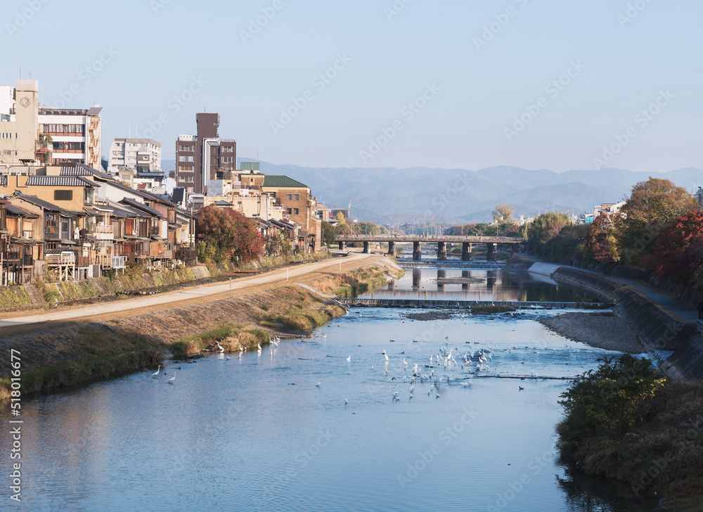Fototapeta premium 鴨川の景色