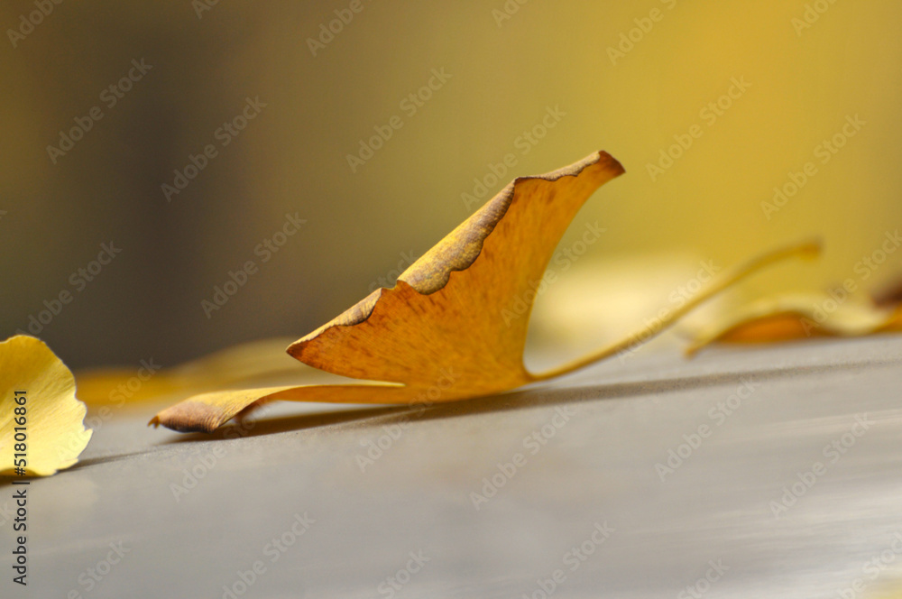 Fototapeta premium fallen ginkgo leaves in autumn