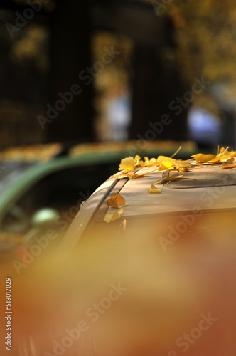 fallen ginkgo leaves in autumn