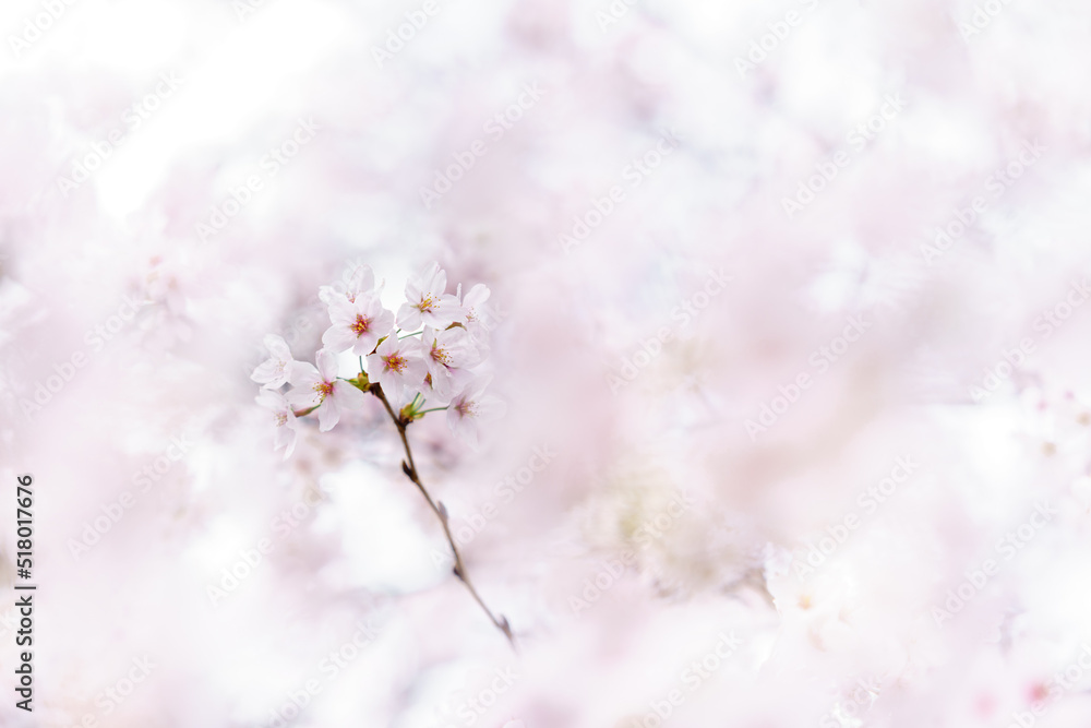 桜 ソメイヨシノ Cerasus × yedoensis ’Somei-yoshino’ 桜 ソメイヨシノ Cerasus × yedoensis ’Somei-yoshino’