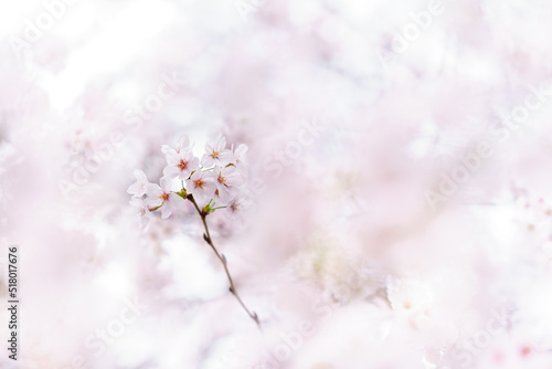 桜　ソメイヨシノ　Cerasus × yedoensis ’Somei-yoshino’ © 英二 柳