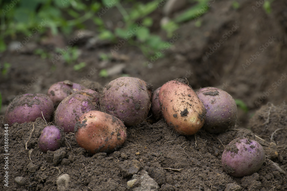 Pile of newly harvested multicolored potatoes Pile of newly harvested multicolored potatoes