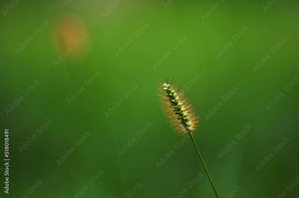 Foxtail flower