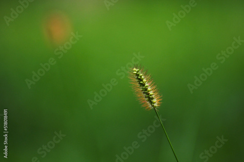 Foxtail flower © 曹宇