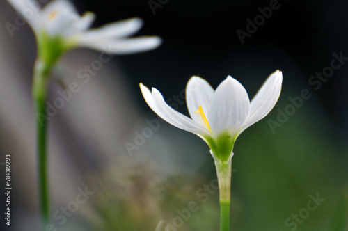 blossoming crocuses in spring