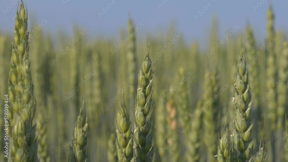This stock video shows large ears of wheat that sway under the breeze of the summer breeze. This video will be a decoration for your projects related to nature, agriculture, wheat cultivation, grain h This stock video shows large ears of wheat that sway under the breeze of the summer breeze. This video will be a decoration for your projects related to nature, agriculture, wheat cultivation, grain h