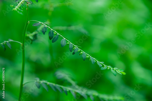 The seed of the Phyllanthus amarus Schumach