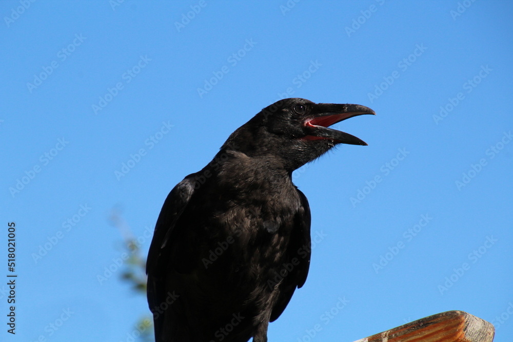 Raven Calling, Banff National Park, Alberta Raven Calling, Banff National Park, Alberta