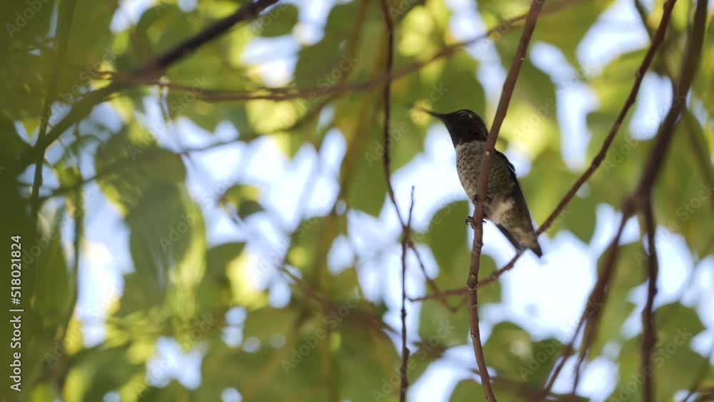 Hummingbirds (Trochilidae) are a family of small birds that live in North and South America. More than 350 types of caliber are known. Hummingbirds (Trochilidae) are a family of small birds that live in North and South America. More than 350 types of caliber are known.