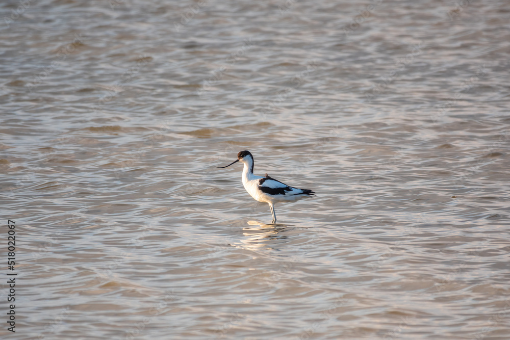 Water bird pied avocet, Recurvirostra avosetta, feeding in the lake. The pied avocet is a large black and white wader with long, upturned beak Water bird pied avocet, Recurvirostra avosetta, feeding in the lake. The pied avocet is a large black and white wader with long, upturned beak