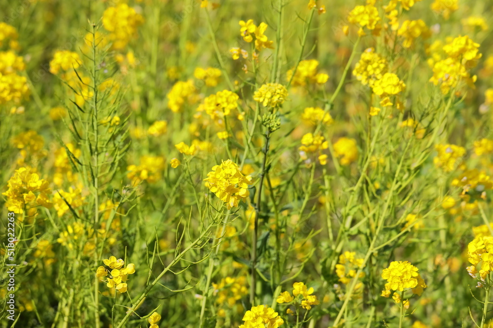 春に可憐に咲く菜の花 春に可憐に咲く菜の花