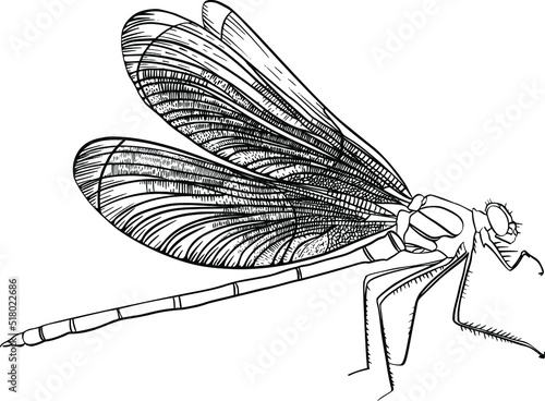Dragonfly hand-drawn in detail in vector. An insect would be good for a logo or pattern design.
