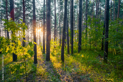 sunset in the woods