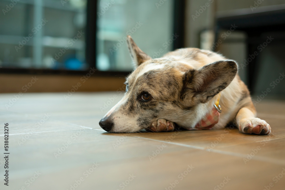 Welsh corgi dog crouched on the floor in the room, adult mature dog eyes interested to participating activity but no movement. Welsh corgi dog crouched on the floor in the room, adult mature dog eyes interested to participating activity but no movement.