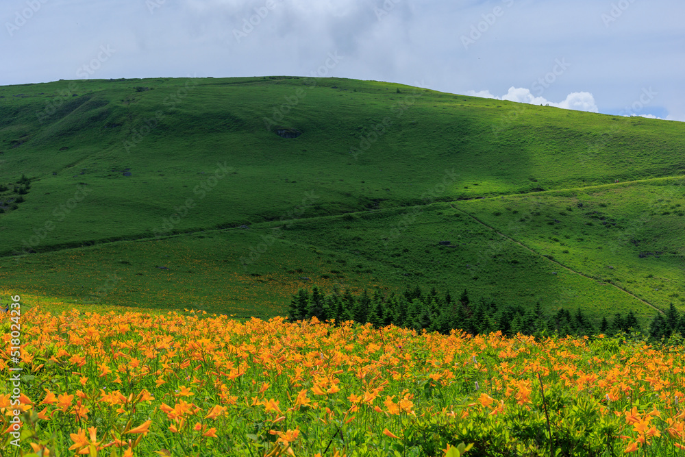 高原の緑とニッコウキスゲの黄色が夏を彩ります
The green of the plateau and the yellow of day lilies color the summer.