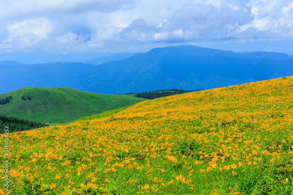 高原に広がるニッコウキスゲの花畑
Flower field of day lilies spreading on the plateau
