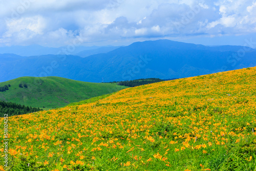 高原に広がるニッコウキスゲの花畑 Flower field of day lilies spreading on the plateau