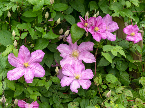 Pink Clematis flowers. buds and green leaves