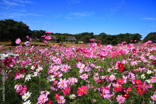 Foto ひたち海浜公園、秋晴の中、秋桜と紅葉したコキアの花畑と日本家屋