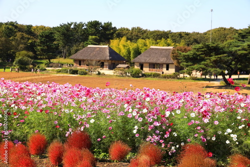 Fotografia ひたち海浜公園、秋晴の中、秋桜と紅葉したコキアの花畑と日本家屋