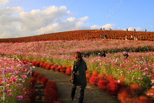 ひたち海浜公園、秋晴の中、紅葉したコキアと秋桜の花畑