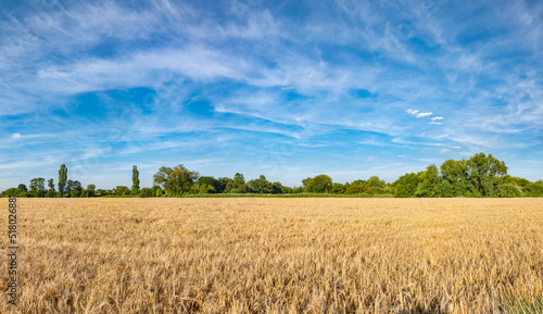 Panorama krajobrazu wiejskiego w porze letniej, pola kwitnące plony i drzewa w oddali na tle błękitnego nieba z niemalże bezchmurną pogodą