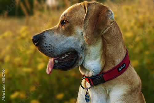 Labrador im Sonnenuntergang