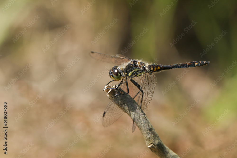 A stunning male Black Darter Dragonfly, Sympetrum danae, perching on a twig at the edge of a bog. A stunning male Black Darter Dragonfly, Sympetrum danae, perching on a twig at the edge of a bog.