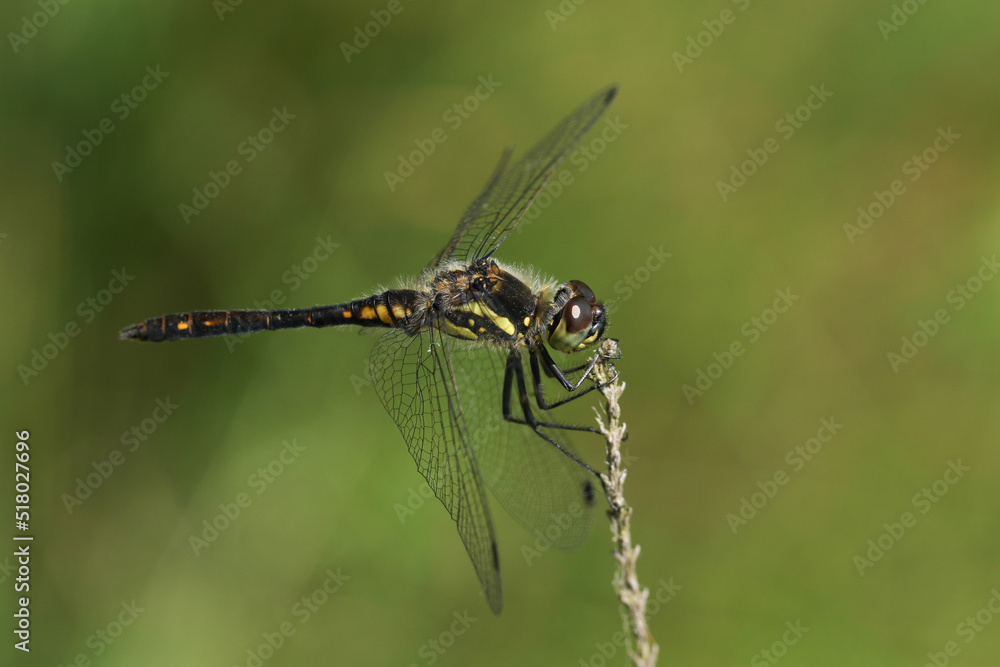 A stunning male Black Darter Dragonfly, Sympetrum danae, perching on a twig at the edge of a bog. A stunning male Black Darter Dragonfly, Sympetrum danae, perching on a twig at the edge of a bog.